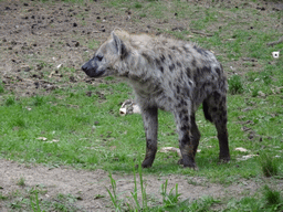 Spotted Hyena at the Safaripark Beekse Bergen