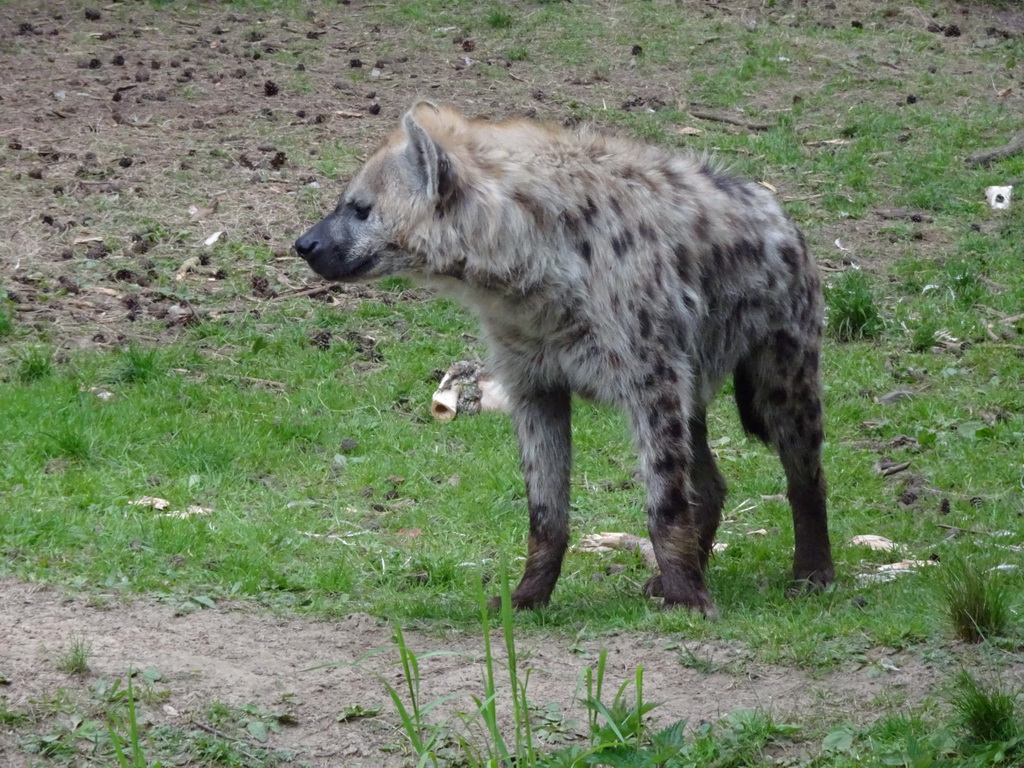 Spotted Hyena at the Safaripark Beekse Bergen