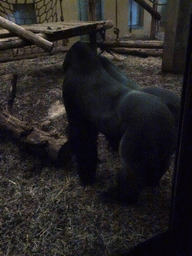 Western Lowland Gorilla in the Primate enclosure at the Safaripark Beekse Bergen