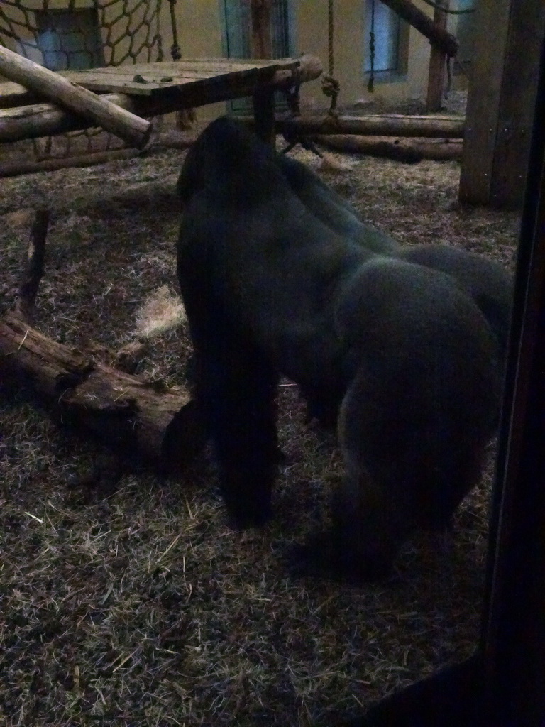 Western Lowland Gorilla in the Primate enclosure at the Safaripark Beekse Bergen