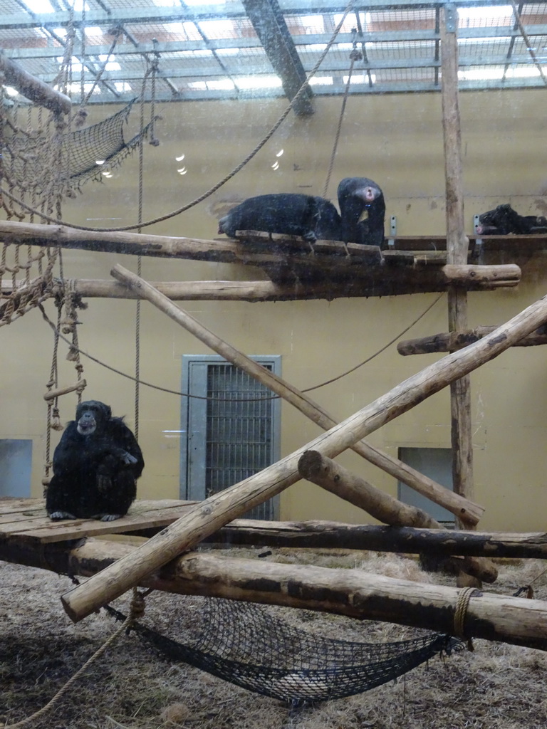 Chimpanzees in the Primate enclosure at the Safaripark Beekse Bergen