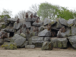 Hamadryas Baboons at the Safaripark Beekse Bergen