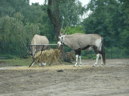 South African Oryxes at the Safaripark Beekse Bergen, viewed from the car during the Autosafari