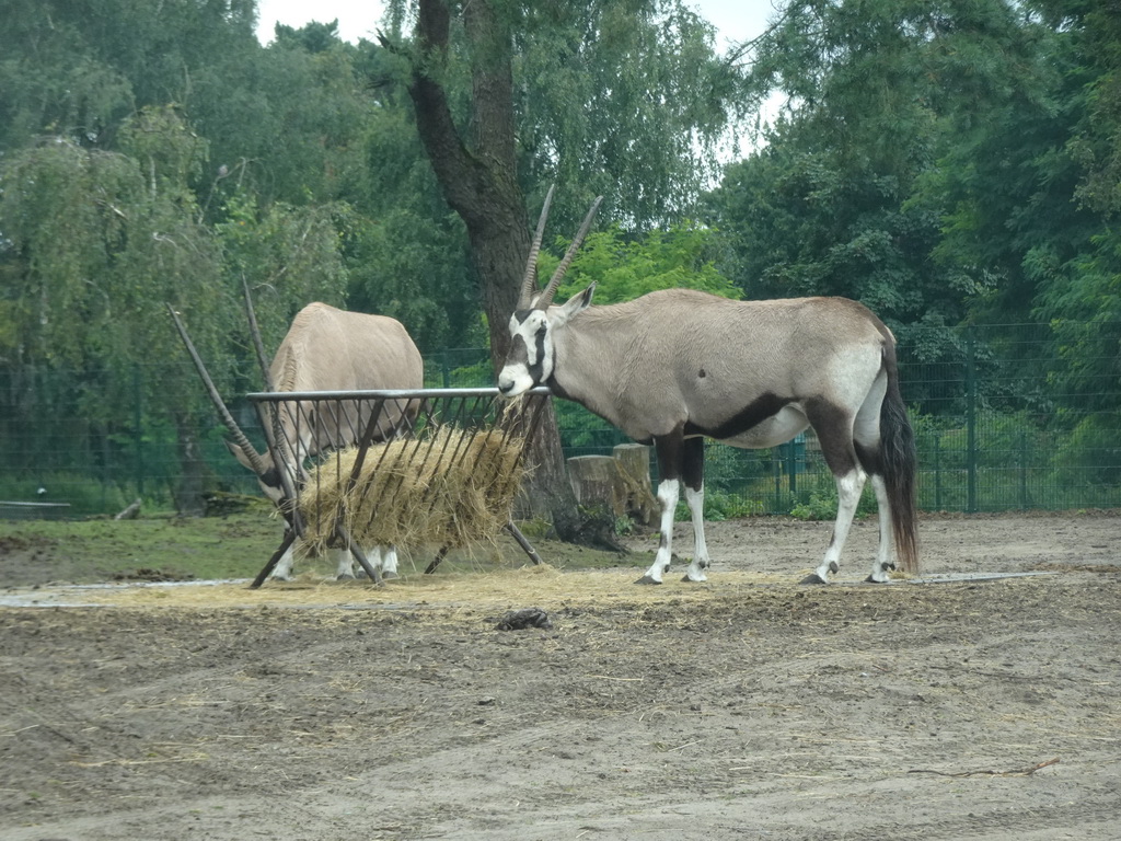 South African Oryxes at the Safaripark Beekse Bergen, viewed from the car during the Autosafari
