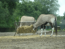 South African Oryxes at the Safaripark Beekse Bergen, viewed from the car during the Autosafari