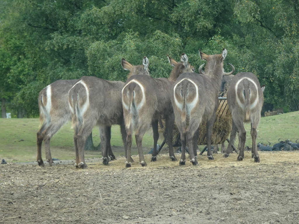 Waterbucks and Wildebeest at the Safaripark Beekse Bergen, viewed from the car during the Autosafari