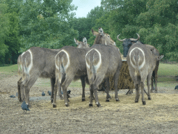 Waterbucks and Wildebeest at the Safaripark Beekse Bergen, viewed from the car during the Autosafari