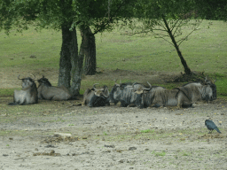 Wildebeests at the Safaripark Beekse Bergen, viewed from the car during the Autosafari