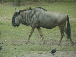 Wildebeest at the Safaripark Beekse Bergen, viewed from the car during the Autosafari