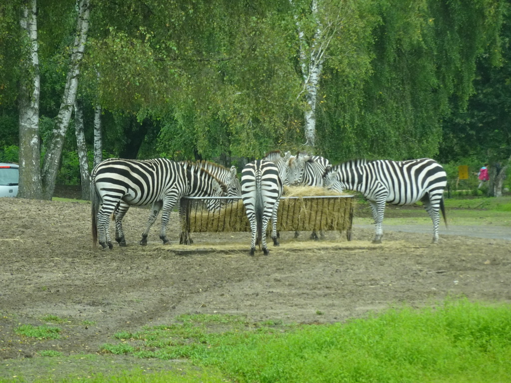 Grévy`s Zebras at the Safaripark Beekse Bergen, viewed from the car during the Autosafari