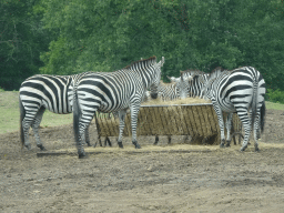 Grévy`s Zebras at the Safaripark Beekse Bergen, viewed from the car during the Autosafari