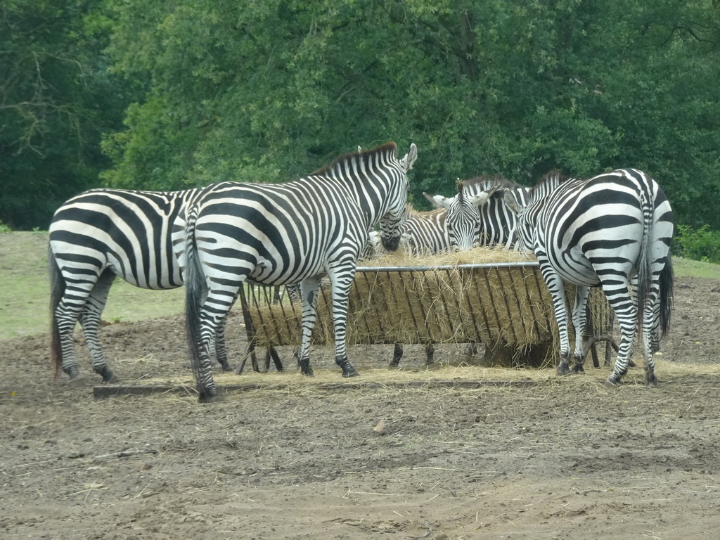 Grévy`s Zebras at the Safaripark Beekse Bergen, viewed from the car during the Autosafari