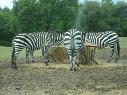 Grévy`s Zebras at the Safaripark Beekse Bergen, viewed from the car during the Autosafari