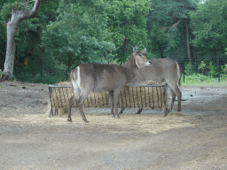 Waterbucks at the Safaripark Beekse Bergen, viewed from the car during the Autosafari