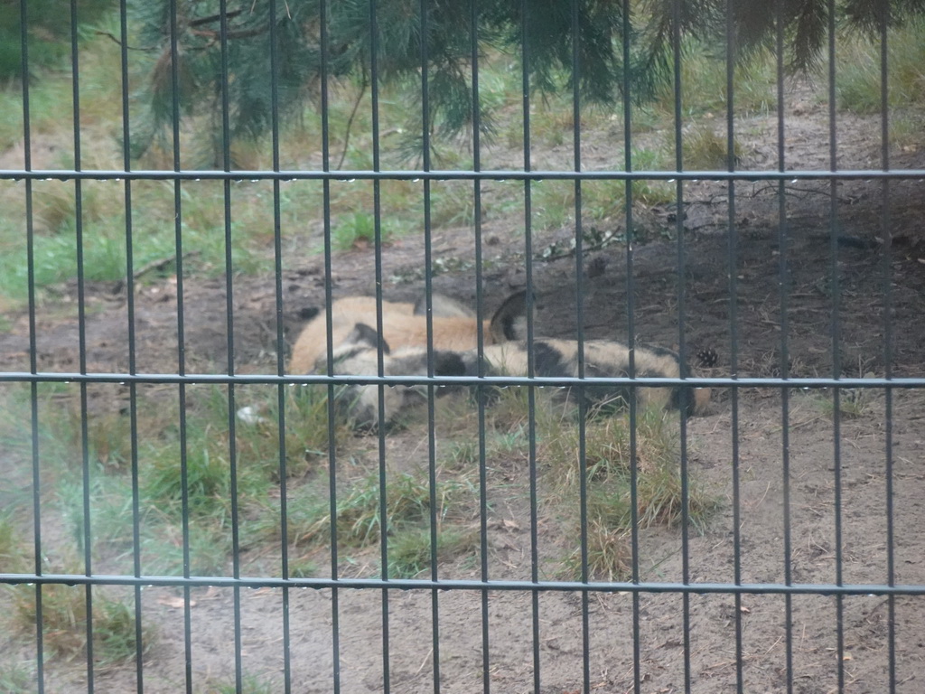 African Wild Dogs at the Safaripark Beekse Bergen, viewed from the car during the Autosafari