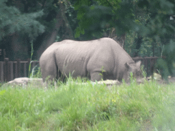 Square-lipped Rhinoceros at the Safaripark Beekse Bergen, viewed from the car during the Autosafari