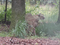 Cheetah at the Safaripark Beekse Bergen, viewed from the car during the Autosafari