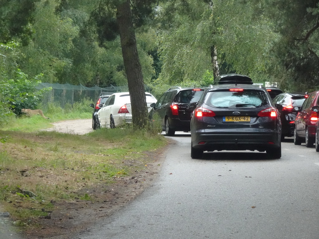 Cheetah at the Safaripark Beekse Bergen, viewed from the car during the Autosafari