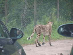 Cheetah at the Safaripark Beekse Bergen, viewed from the car during the Autosafari