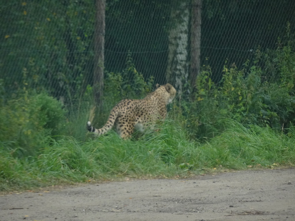 Cheetah at the Safaripark Beekse Bergen, viewed from the car during the Autosafari