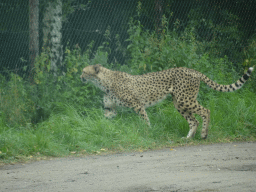 Cheetah at the Safaripark Beekse Bergen, viewed from the car during the Autosafari