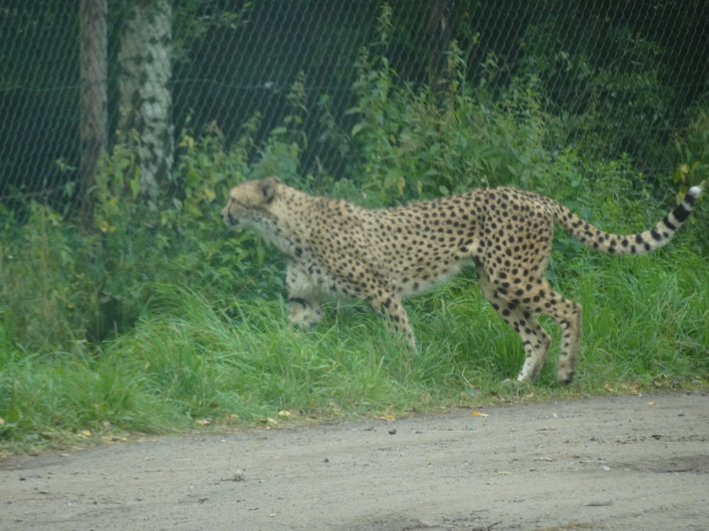 Cheetah at the Safaripark Beekse Bergen, viewed from the car during the Autosafari
