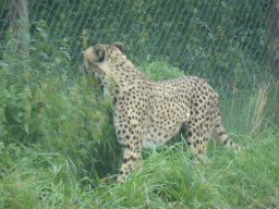 Cheetah at the Safaripark Beekse Bergen, viewed from the car during the Autosafari