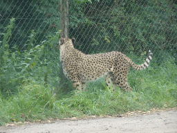 Cheetah at the Safaripark Beekse Bergen, viewed from the car during the Autosafari