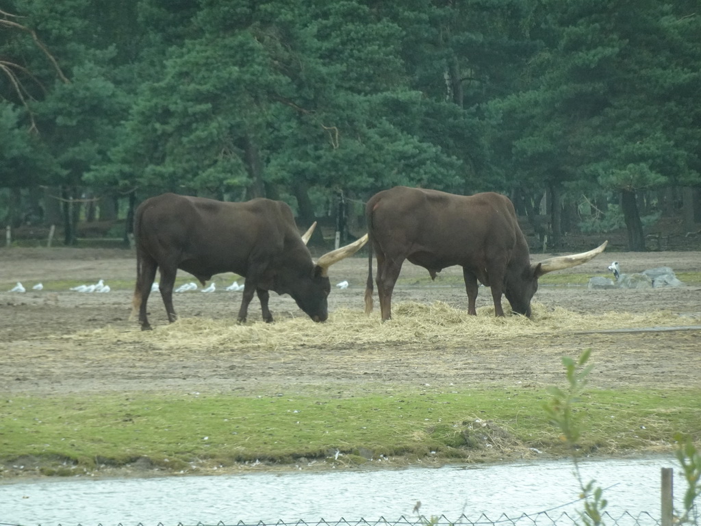 Watusi Cattle at the Safaripark Beekse Bergen, viewed from the car during the Autosafari