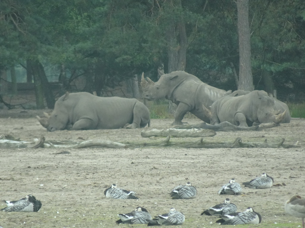 Square-lipped Rhinoceroses at the Safaripark Beekse Bergen, viewed from the car during the Autosafari