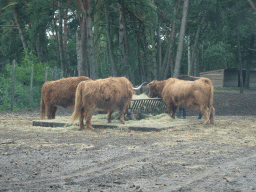 Highland Cattle at the Safaripark Beekse Bergen, viewed from the car during the Autosafari