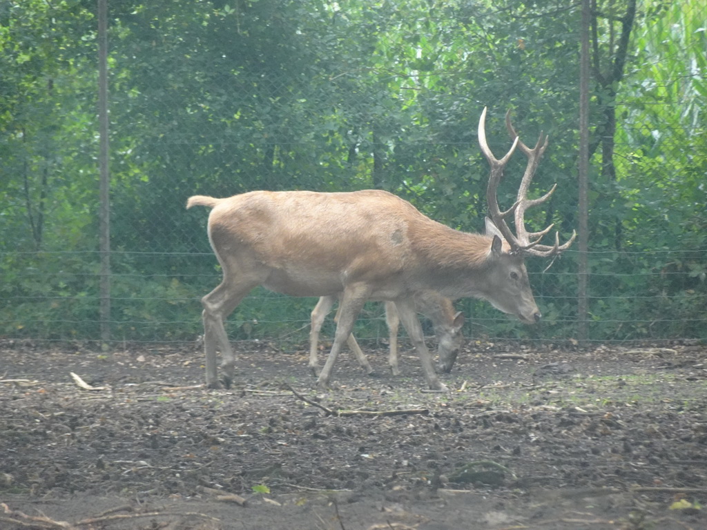 Red Deer at the Safaripark Beekse Bergen, viewed from the car during the Autosafari