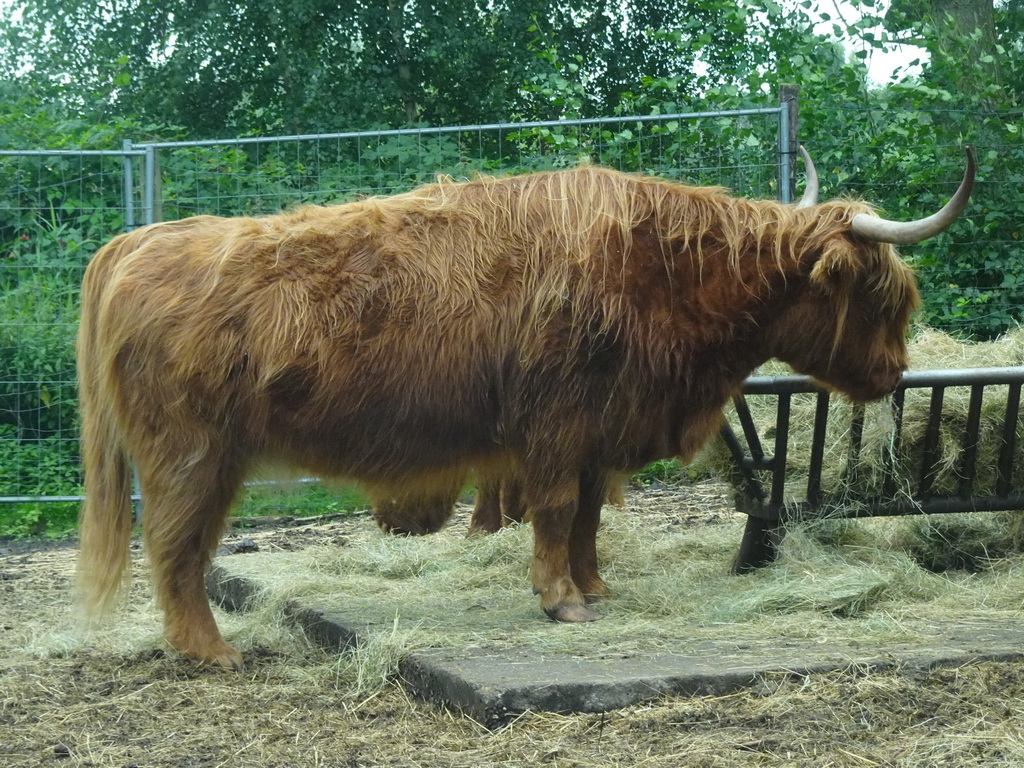 Highland Cattle at the Safaripark Beekse Bergen, viewed from the car during the Autosafari