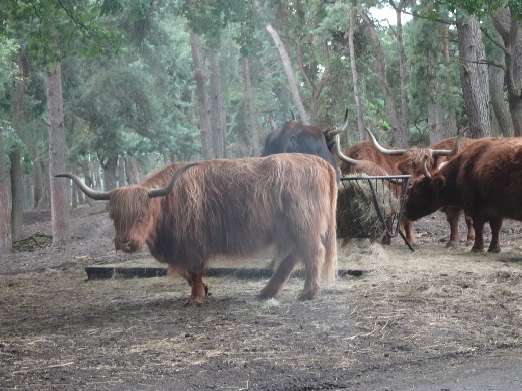 Highland Cattle at the Safaripark Beekse Bergen, viewed from the car during the Autosafari