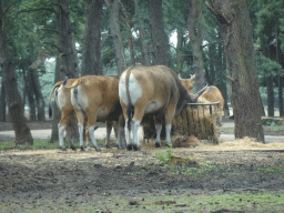 Bantengs at the Safaripark Beekse Bergen, viewed from the car during the Autosafari