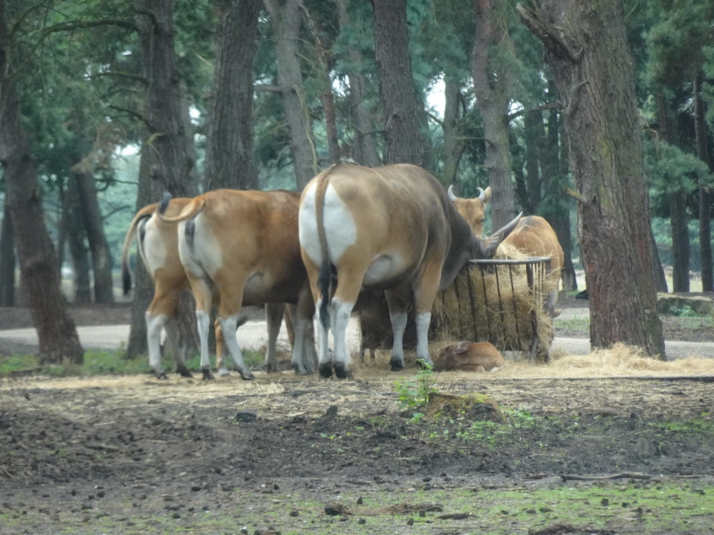 Bantengs at the Safaripark Beekse Bergen, viewed from the car during the Autosafari