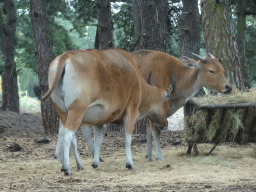 Bantengs at the Safaripark Beekse Bergen, viewed from the car during the Autosafari