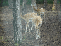 Sika Deer at the Safaripark Beekse Bergen, viewed from the car during the Autosafari