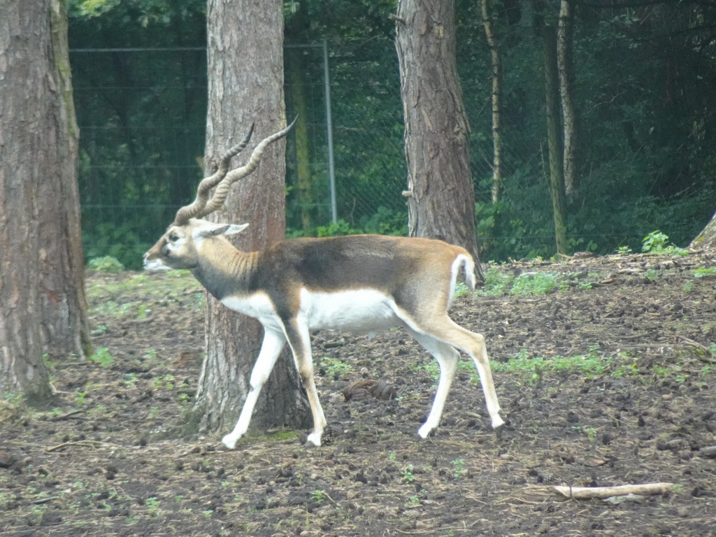 Blackbuck at the Safaripark Beekse Bergen, viewed from the car during the Autosafari