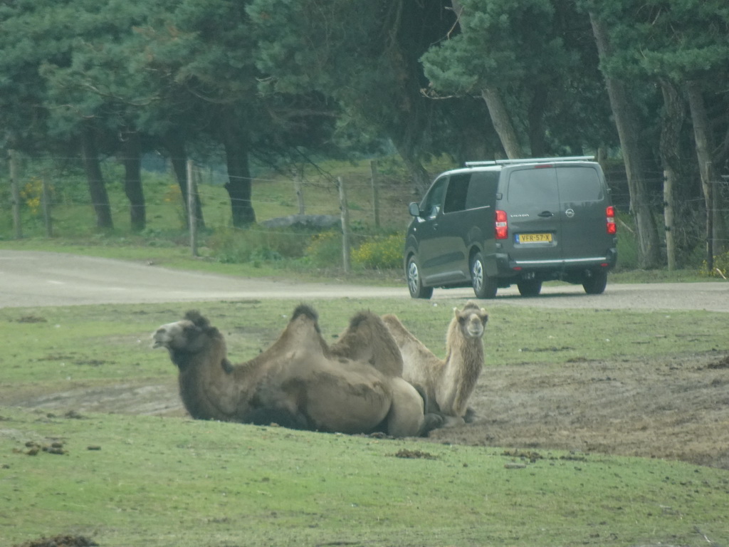 Camels at the Safaripark Beekse Bergen, viewed from the car during the Autosafari