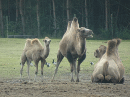 Camels at the Safaripark Beekse Bergen, viewed from the car during the Autosafari