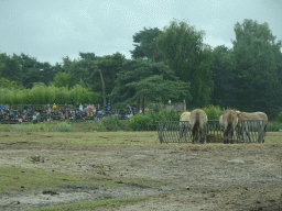 Przewalski`s Horses and the Birds of Prey Safari area at the Safaripark Beekse Bergen, viewed from the car during the Autosafari