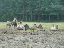 Camels at the Safaripark Beekse Bergen, viewed from the car during the Autosafari