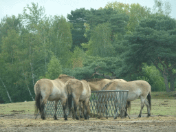 Przewalski`s Horses at the Safaripark Beekse Bergen, viewed from the car during the Autosafari