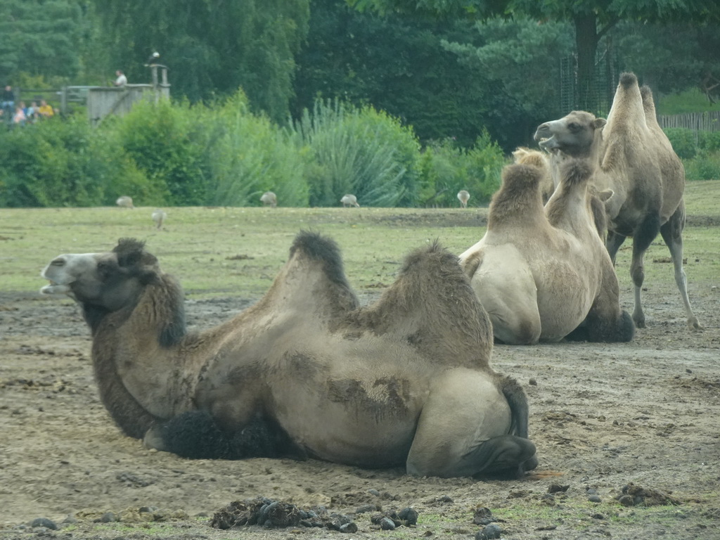 Camels at the Safaripark Beekse Bergen, viewed from the car during the Autosafari