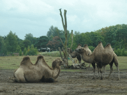 Camels at the Safaripark Beekse Bergen, viewed from the car during the Autosafari