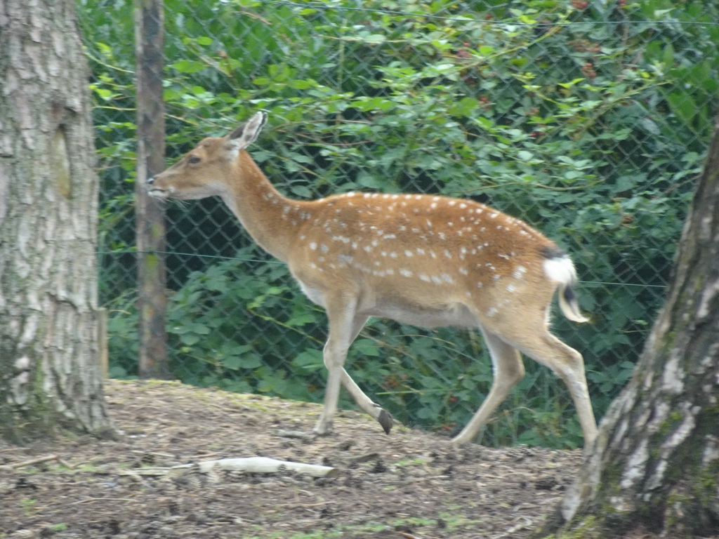 Sika Deer at the Safaripark Beekse Bergen, viewed from the car during the Autosafari