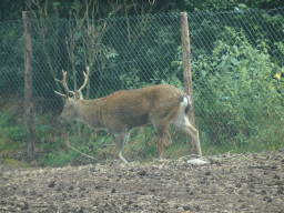 Sika Deer at the Safaripark Beekse Bergen, viewed from the car during the Autosafari