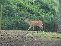 Sika Deer at the Safaripark Beekse Bergen, viewed from the car during the Autosafari