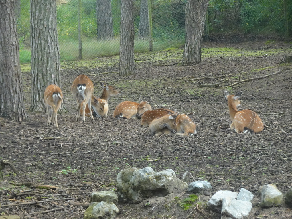 Sika Deer at the Safaripark Beekse Bergen, viewed from the car during the Autosafari